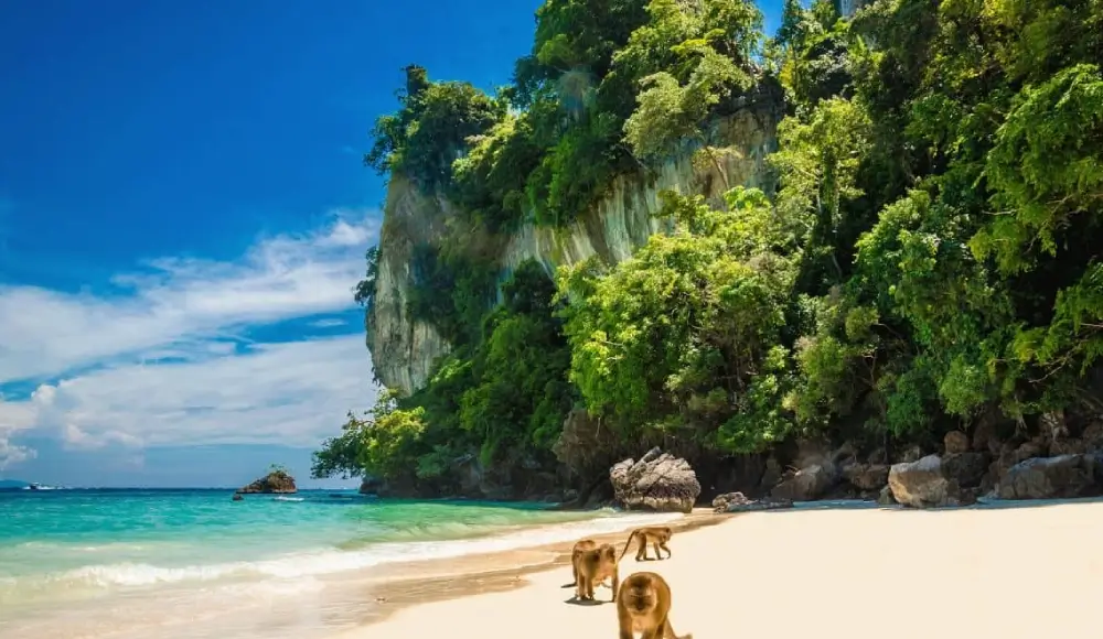 Discover Koh Phi Phi Island – Explore Beaches & Attractions 18 Discover Koh Phi Phi Island - Monkey Beach